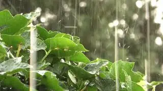 Rain noise deep calming of the nervous system, psychological relief - Sounds of rain and thunder