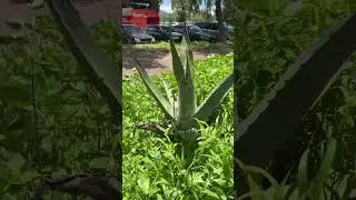 Thorn-crested Agave | Agave Univittata | #Shorts | Cool Places