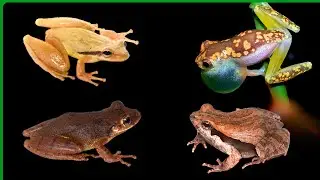 #6  Species of frogs (compilation). The last one lives in my heart #frogsounds #worldfrogday