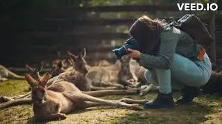 New Zealand A Symphony of Natural Beauty