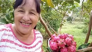 CONSEGUI CULTIVAR PITAYA ONDE TODOS AFIRMAVAM QUE NÃO DARIA CERTO!