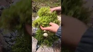 Wow! It was cool! #camping #survival #bushcraft #outdoors #cook #cooking
