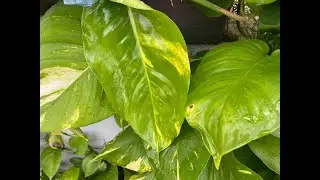 زرعت اللبلاب (البوتس) خارج البيت والنتيجة سبحان الله الخالق