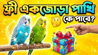ফ্রী একজোড়া পাখি  😲 কে পাবে 🤔  @AmaraPakhi 