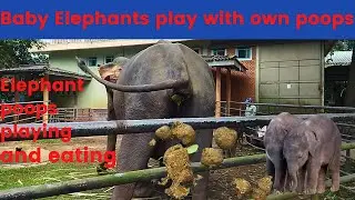 Elephant poops playing and eating / Kotoran gajah bermain dan makan / हाथी शौच / ขี้ช้าง