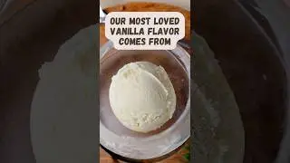 Where does vanilla flavor comes from? #ICYMI #vanilla #fact #AgriEdify