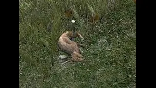 !!!!le plus efficace pi&eacute;g&eacute; pour lapin!!!