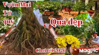 A Bình 👉 0789498882 v 0704798882 Phát hiện vườn mai tứ quý chơi tết đế đẹp ghép SBBL tại CT.