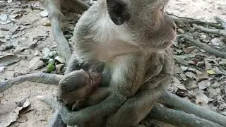 January 29, 2026#animals #monkeysr #ihavethisthingwithplants #cute #babymonky #babymonkey 