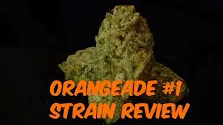 Cannabis Strain  (Orangeaide) Rebel Cookies