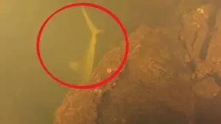 Tiburones dentro de un Crater