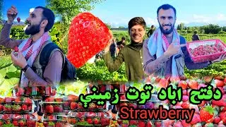 وطني حاصلات توت زمينی سږ کال په پراخه پيمانه کرل شوي دي|Strawberry in nanagrahar