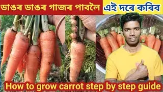 How to grow carrot plant? গাজৰ খেতি ডাঙৰ ডাঙৰ হ'বলৈ কি কৰিব? @borahskitchengarden2487