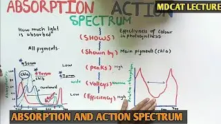 Absorption and action spectrum for photosynthesis | NMDCAT 2021