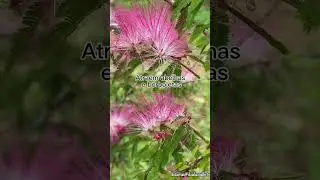 Flor esponjinha. Parece um pom pom #shorts
