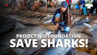 PROJECT HIU FOUNDATION, SAVE SHARKS!