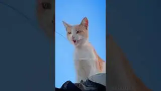 Ginger and White Cat Meowing on Rooftop against Blue Sky - Cats of Eskisehir