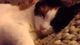 Sleeping Cat Purring