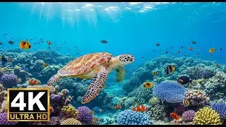 🐠 Aquarium Relaxation Video 4K &ndash; Peaceful Coral Reef Fish with Ambient Music