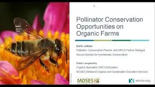 Establishing Pollinator Habitat on Organic Farms