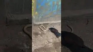 코브라를 사냥하는 새들 #new #snake #animals #자연사 #anim #naturalhistory #reptiles