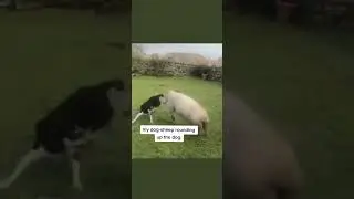 Sheep dog being chased by sheep #shorts