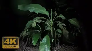 4K Tropical Thunderstorm – Rain Sounds on Banana Tree for Deep Relaxation