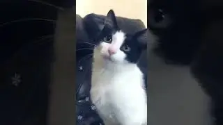 My cat photo shoot 💗😻🥰