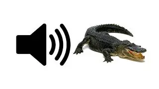 Alligator - Sound Effect | ProSounds