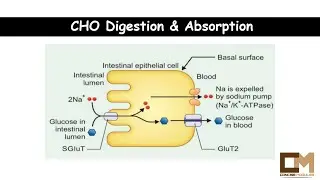Bio1. CHO digestion and absorption.