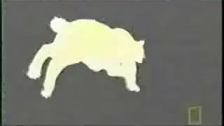 Smilodon Fatalis Part 2