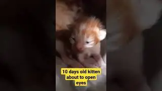 10 days old kitten about to open eyes #cats #catshorts #catvideos #cutecat #cat #kittens #kitten