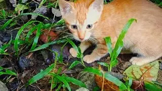 Orange kitten Miko turns the backyard into his very own jungle adventure | Miko the Cat