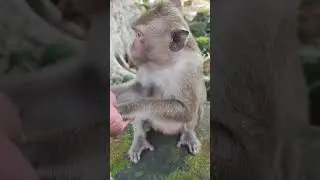 love big-monkey gate feed🐒💐PU1 #shorts #animals #viral #monkeys #monkeyvideo #monkey