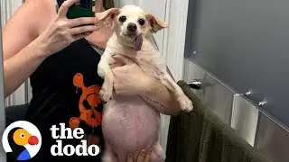 Overweight Senior Dog Becomes Obsessed With Toys | The Dodo