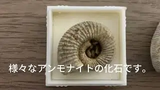 鉱物収集 化石編 mineral collection fossil