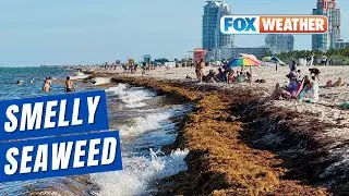 Smelly Sargassum Seaweed Invades Florida Beaches