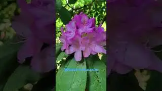 Rhododendron ponticum