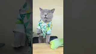 Enjoy Chef Oscar's Satisfying Drink😊🍇😋 | Funny Cat TikTok Challenge  #funnycat #catsoftiktok #shorts