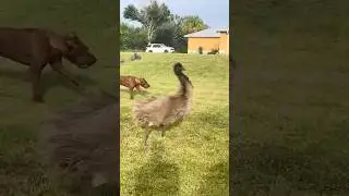 Silly Emu Plays With Dog