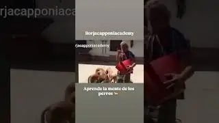 Urgente ^ los perros no tienen problemas de conducta #perros #wolf #miradacanina #equilibrio