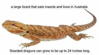 bearded dragon meaning