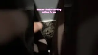 Обними меня 😾🐾 #кошачьишорты #смешнойкот #кошачьивидео #милыйкот #вирусныешорты #милый #котенок #кот