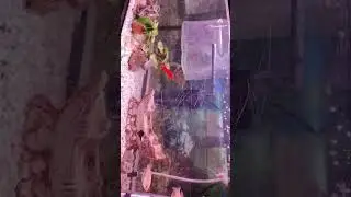 Aquarium 60cm,30cm,25cm. 55 liters.  with 8 fish