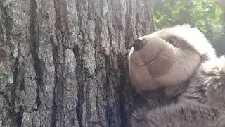 Sloth puppet first video