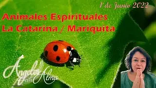 Significado espiritual de la Catarina o Mariquita. Totem/Animal Espiritual