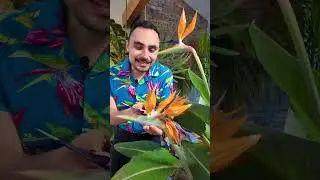 This exotic flower blooms EVERY winter inside my house!