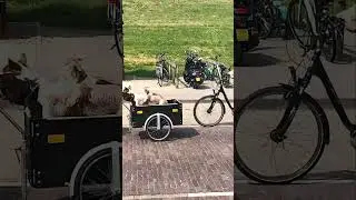 Hundetaxi durch Westkapelle #doglover #funnydogs #dogtravel #shorts_video