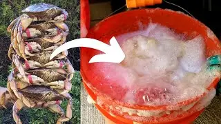 Purge Your Crabs! Simple Steps for CLEANER Crab Meat at Home