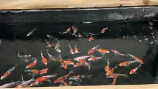 Великолепные импортные японские кои в магазине Koi Smart Pond